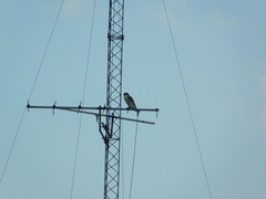 Falco peregrinus