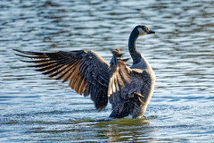 Branta canadensis parvipes