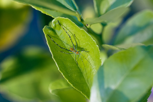 Giant Katydid photo 3