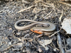 Plestiodon anthracinus