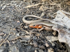 Plestiodon anthracinus