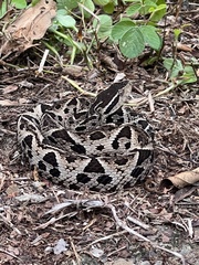 Bothrops jararacussu