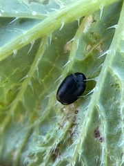 Cryptorhopalum apicale