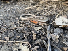 Plestiodon anthracinus