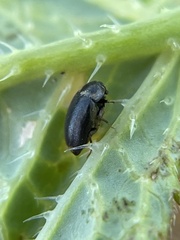 Cryptorhopalum apicale