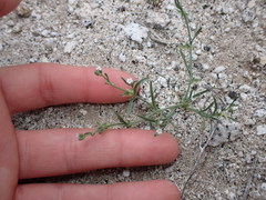 Pectocarya recurvata