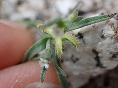 Pectocarya recurvata