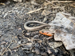 Plestiodon anthracinus