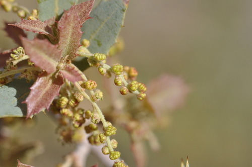 Sonoran scrub oak