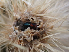 Loedelia maculicollis