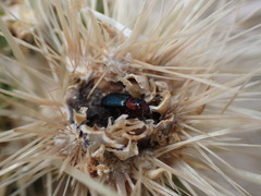 Loedelia maculicollis