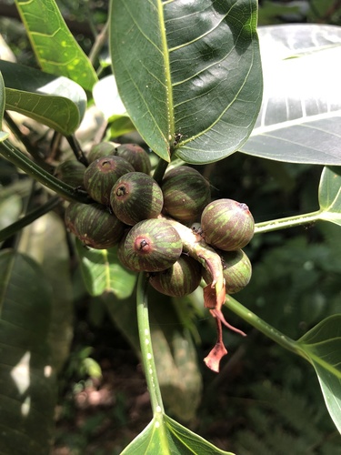 Ficus paraensis (Ficus paraensis)