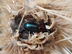 Loedelia maculicollis