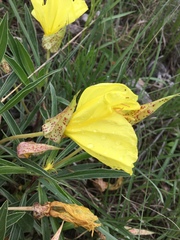 Oenothera macrocarpa