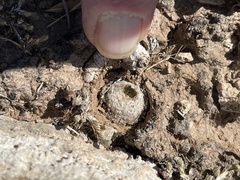 Mammillaria lasiacantha