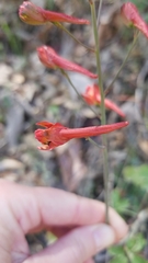 Delphinium nudicaule