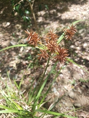 Cyperus planifolius