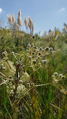 Eryngium paniculatum