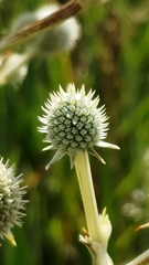 Eryngium paniculatum