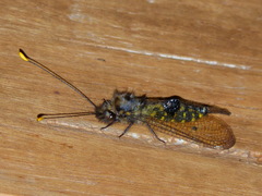 Cordulecerus