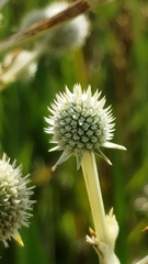Eryngium paniculatum
