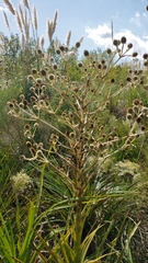 Eryngium paniculatum