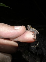 Ischnocnema bolbodactyla