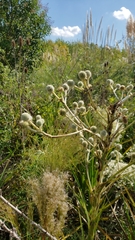 Eryngium paniculatum