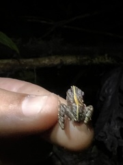 Ischnocnema bolbodactyla