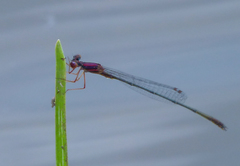 Enallagma dubium