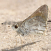 Oslar's Roadside-Skipper - Photo (c) Steven Mlodinow, some rights reserved (CC BY-NC), uploaded by Steven Mlodinow