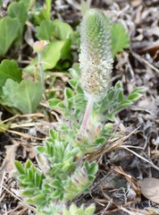 Dalea obovata