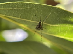 Aedes squamiger