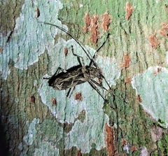 Macropophora accentifer