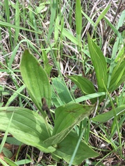 Cypripedium