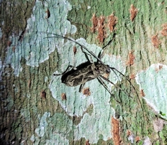 Macropophora accentifer