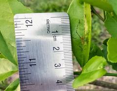 Stilpnochlora couloniana image