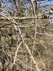 Larix decidua