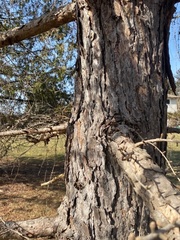 Larix decidua