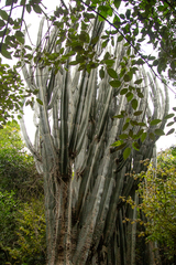 Euphorbia ingens