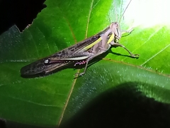 Schistocerca pallens