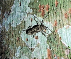 Macropophora accentifer