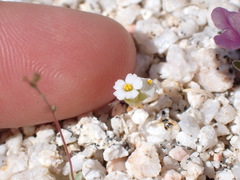 Linanthus maculatus emaculatus