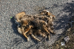 Canis latrans