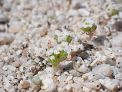 Linanthus maculatus emaculatus