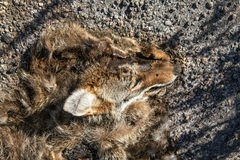 Canis latrans
