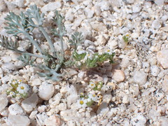 Linanthus maculatus emaculatus