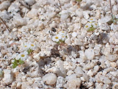 Linanthus maculatus emaculatus