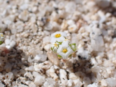 Linanthus maculatus emaculatus