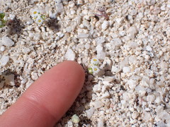 Linanthus maculatus emaculatus